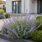 Green boutiQ - Stauden - Nepeta faassenii Walker's Low - Katzenminze - Bienen- und Schmetterlingsmagnet - Blau - 24 Pflanzen - Topf 11cm - Höhe 15-25cm