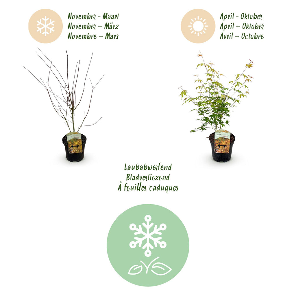 Green boutiQ - Plante de terrasse - Érable du Japon - Acer palmatum Katsura - Orange - 2 plantes - Caduc - Pot 19 cm Hauteur 70 cm