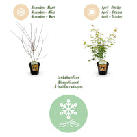 Green boutiQ - Terrasplant - Japanse Esdoorn - Acer palmatum Katsura - Oranje - 2 Planten - Bladverliezend - Pot 19cm Hoogte 70cm