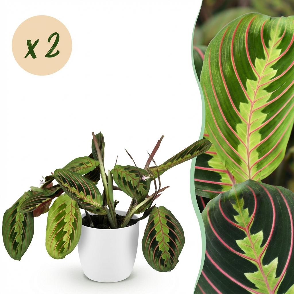 Green boutiQ - Plante d'intérieur - Maranta Fascinator Tricolour - Plante prière - Plante sans danger pour les animaux - Vert - 2 Plantes - avec Pot Blanc - Pot 12cm - Hauteur 25cm