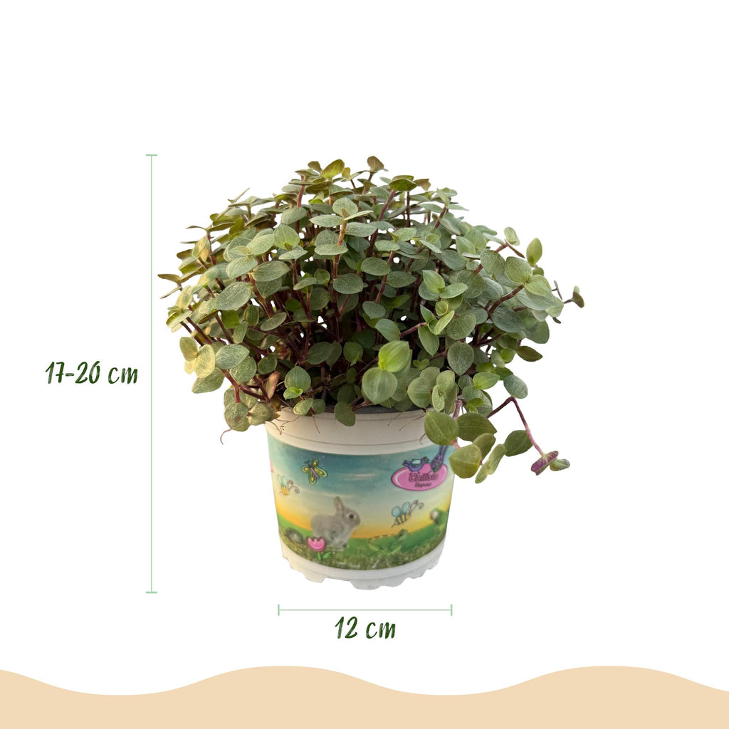 Green boutiQ - Kamerplant - Calissia repens - Kattengras - Huisdiervriendelijk - Groen - 1 Plant - met Mand - Pot 12cm - Hoogte 17-20cm