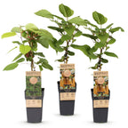 Green boutiQ - Plant fruitier - Actinidia Weiki & Hayward - Plant de kiwi - 1 Mâle - 2 Femelles - Plantes - Vert - Pot 15cm - Hauteur 50cm