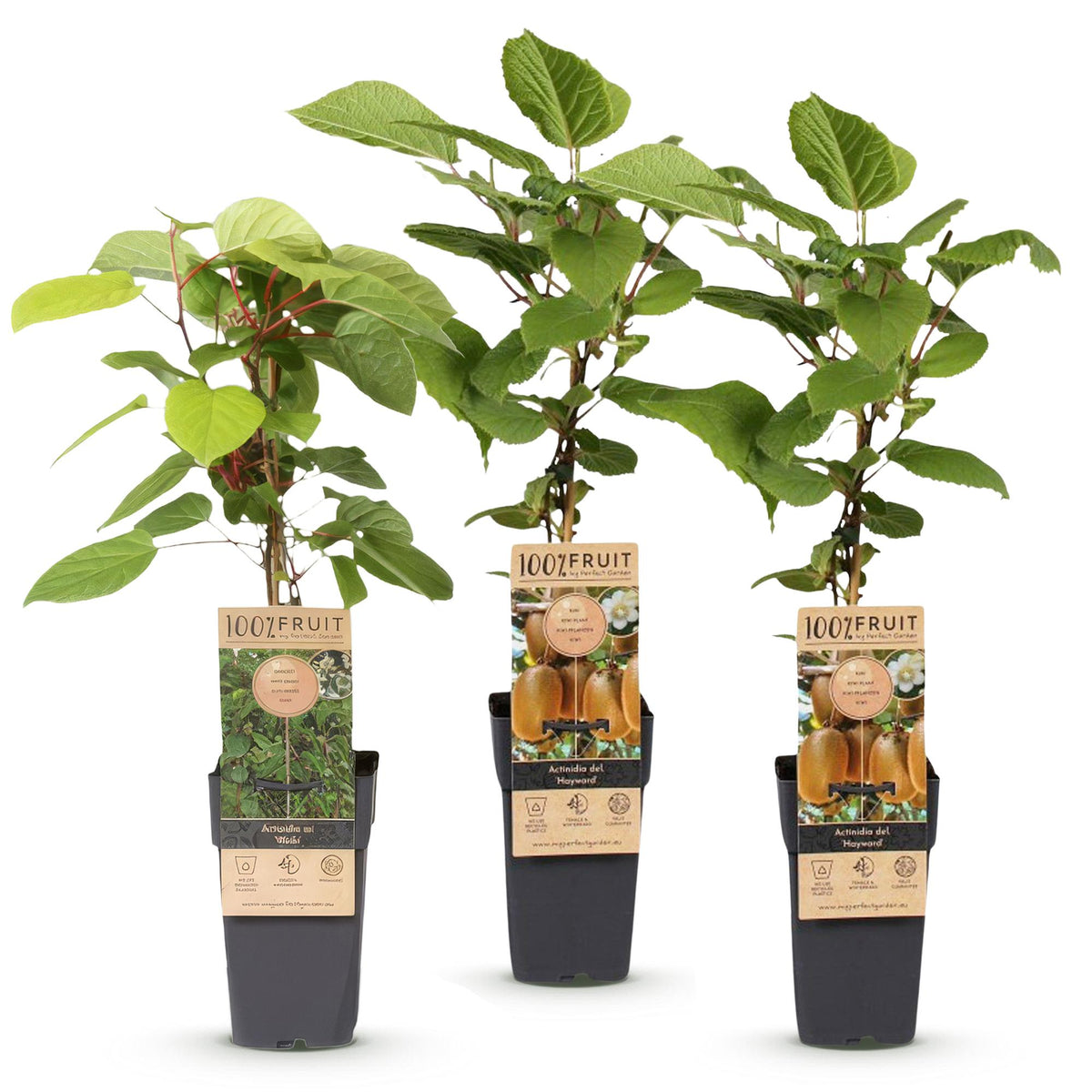 Green boutiQ - Plant fruitier - Actinidia Weiki & Hayward - Plant de kiwi - 1 Mâle - 2 Femelles - Plantes - Vert - Pot 15cm - Hauteur 50cm
