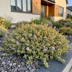 Green boutiQ - Plante vivace - Thymus citr. Sambesi - Thym citron - Aromatique - Jaune - 6 plantes - Pot 11 cm - Hauteur 15-25 cm