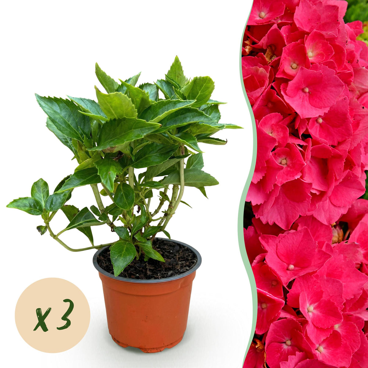 Green boutiQ - Gartenpflanze - Hydrangea macrophylla Rot - Hortensie - Winterhart - Rot - 3 Pflanzen - Topf 12cm - Höhe 20-30cm