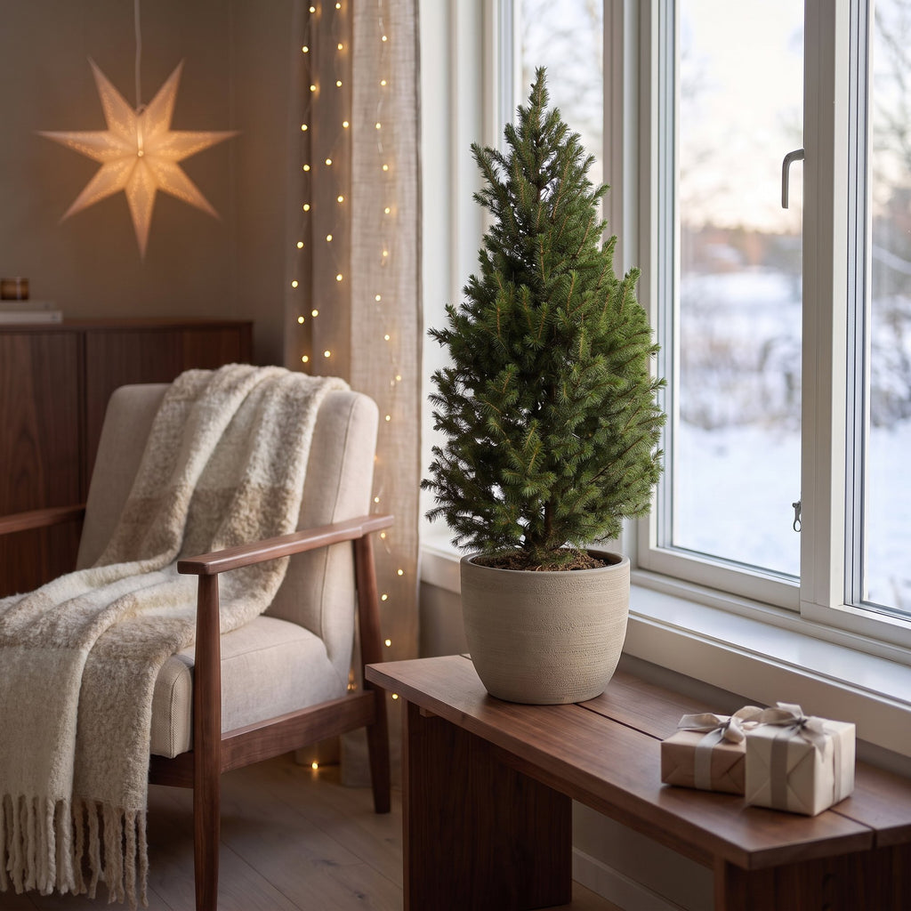 2x Picea glauca Conica - Dwarf Alberta Spruce - Green - Christmas tree - Ø23cm - ↕80cm