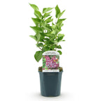 Green boutiQ - Plante de jardin - Syringa vulgaris Michel Buchner - Lilas commun - Rustique - Rose - 1 plante - Pot 17cm - Hauteur 45cm