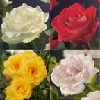 Green boutiQ - Rosier grimpant - Rosa Rainbow - Fleurs roses blanches jaunes rouges - Peu d'entretien - 4 plantes - Pot 11cm Hauteur 40cm