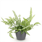 Green boutiQ - Zimmerpflanze - Pteris cretica Albolineata - Saumfarn - Haustierfreundliche Pflanze - Grün - 1 Pflanze - mit Topf Grau - Topf 12cm - Höhe 20cm