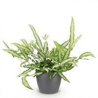 Green boutiQ - Kamerplant - Pteris cretica Albolineata - Lintvaren - Huisdiervriendelijke Plant - Groen - 1 Plant - met Potter Grijs - Pot 12cm - Hoogte 20cm