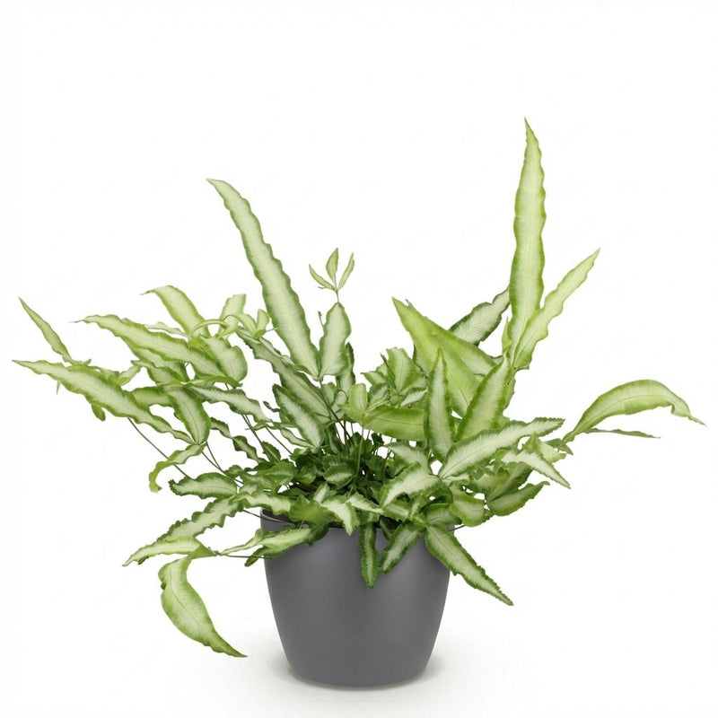 Green boutiQ - Kamerplant - Pteris cretica Albolineata - Lintvaren - Huisdiervriendelijke Plant - Groen - 1 Plant - met Potter Grijs - Pot 12cm - Hoogte 20cm