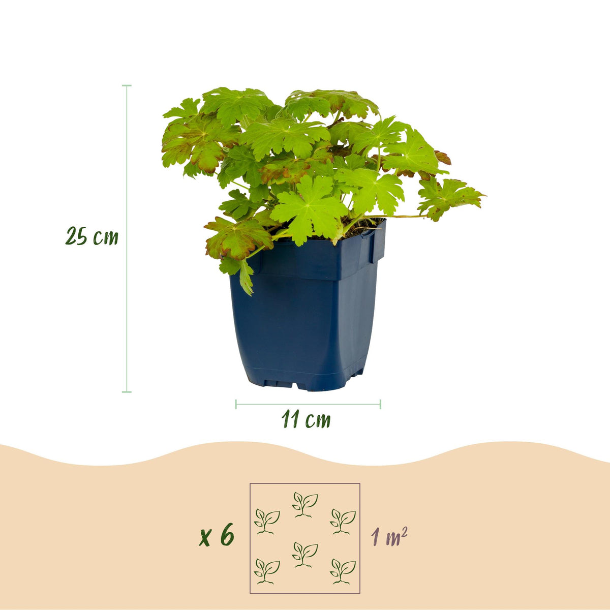 Green boutiQ - Plante vivace - Geranium macrorrhizum - Géranium vivace - Couvre-sol - Rose - 1 Plante - Pot 11cm - Hauteur 15-25cm