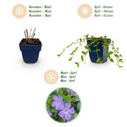 Plante vivace - Vinca minor - Petite pervenche - Couvre-sol - Bleu - 6 plantes - Pot 11cm - Hauteur 15-25cm