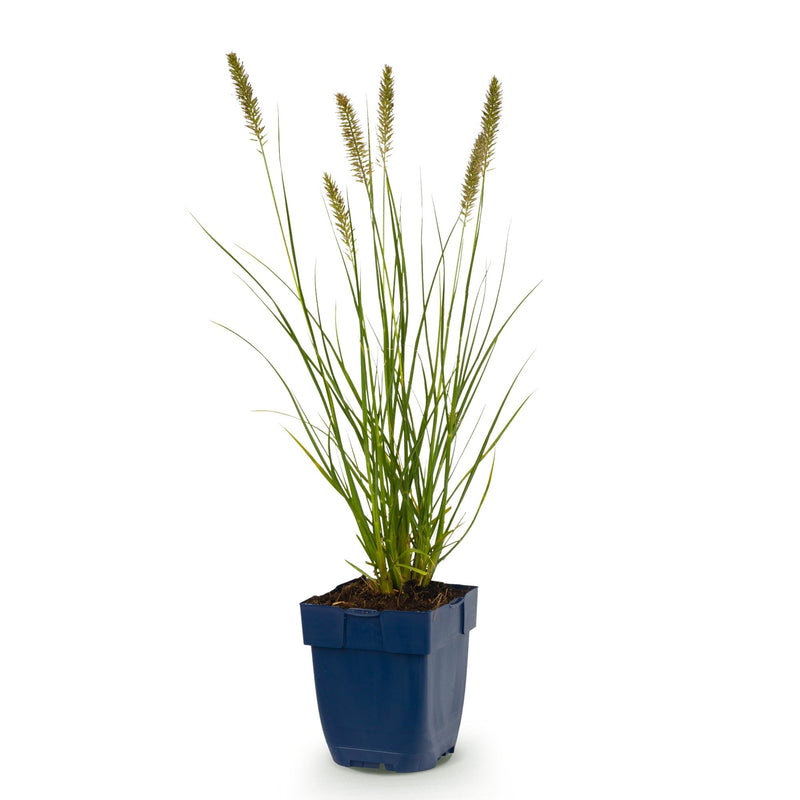 Green boutiQ - Grasses - Pennisetum alop. Hameln - Fountain Grass - With Plume - Green - 1 Plant - Pot 11cm - Height 15-25cm
