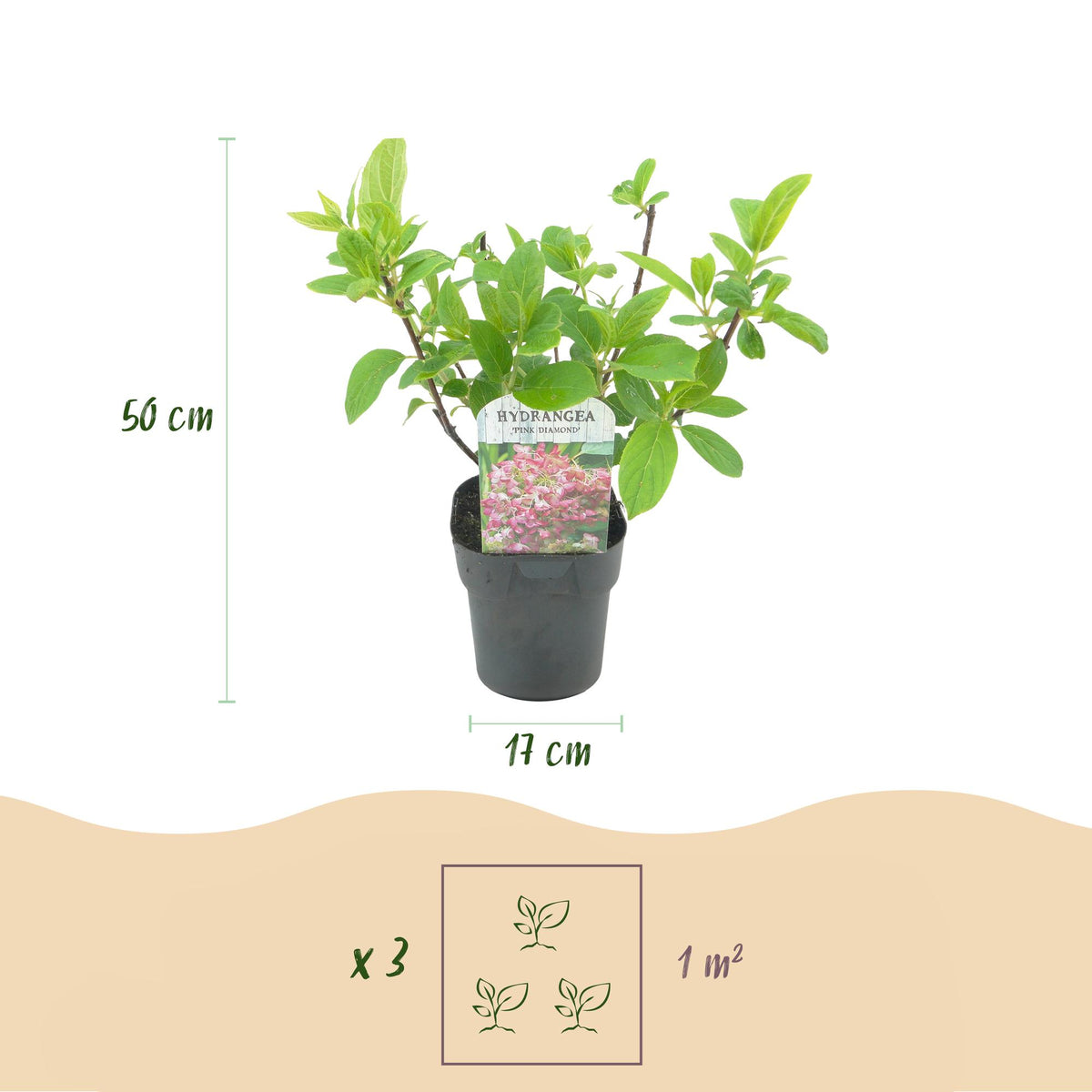 Green boutiQ - Hydrangée paniculée - Hydrangea paniculata Pink Diamond - Fleurs blanches et roses - 3 plantes - 1 m2 - Caduc - Grandes fleurs - Pot 17 cm - Hauteur 50 cm