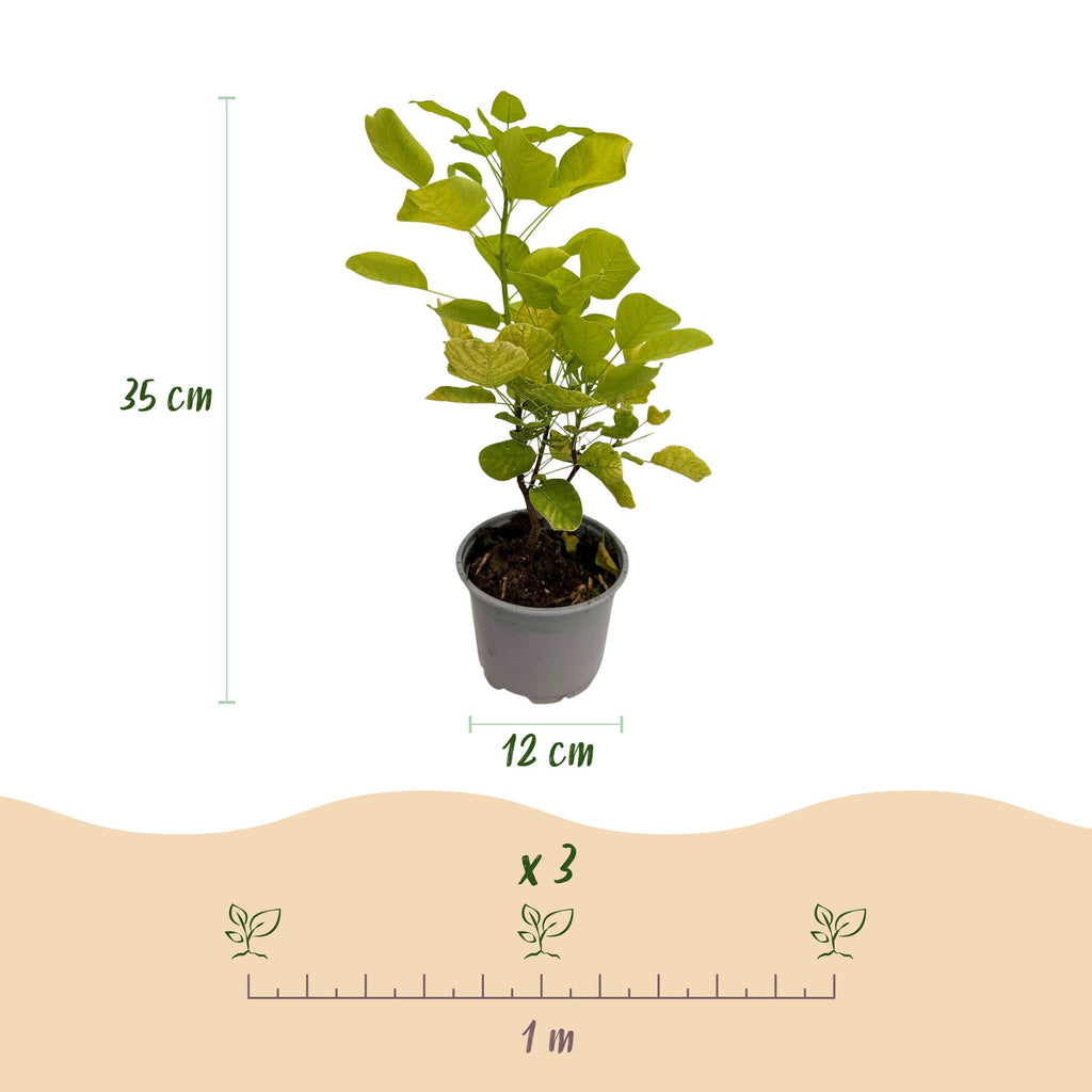 Green boutiQ - Gartenpflanze - Cotinus coggygria Golden Spirit - Gelb - 1 Pflanze - Laubabwerfend - Pflegeleicht - Topf 12 cm Höhe 35 cm