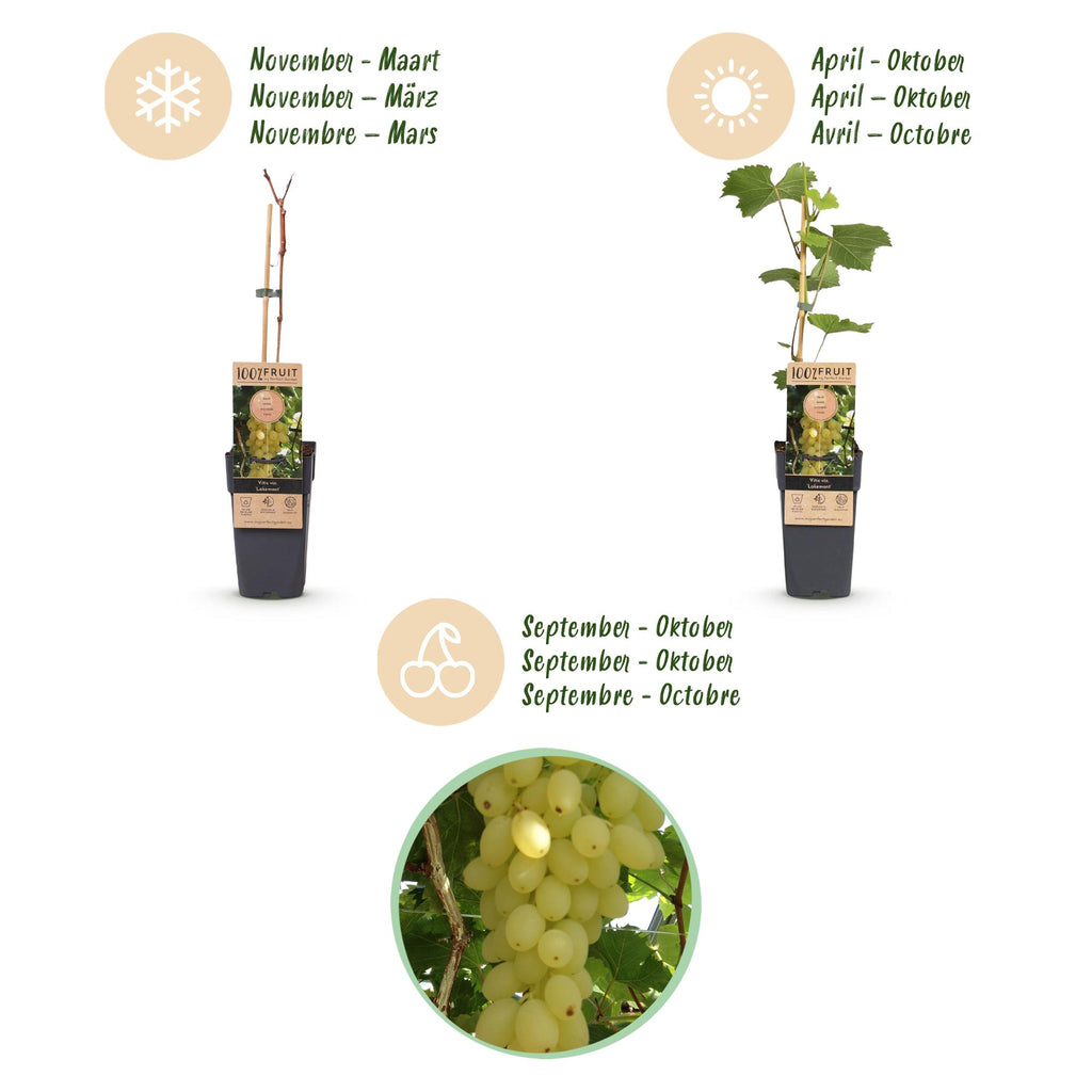 Green boutiQ - Obstpflanze - Vitis vinifera Lakemont - Weinrebe - Winterhart - Goldgelbe Traube - 2 Pflanzen - Topf 15cm - Höhe 50cm