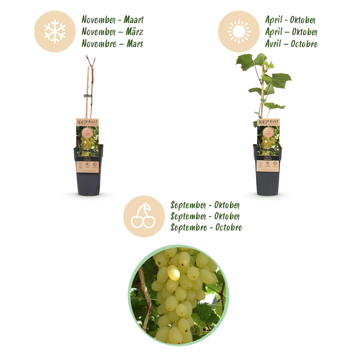 Green boutiQ - Fruitplant - Vitis vinifera Lakemont - Druivenplant - Winterhard - Goudgele Druif - 2 Planten - Pot 15cm - Hoogte 50cm