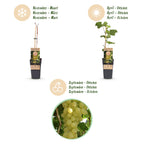 Green boutiQ - Obstpflanze - Vitis vinifera Lakemont - Weinrebe - Winterhart - Goldgelbe Traube - 2 Pflanzen - Topf 15cm - Höhe 50cm