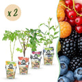 Green boutiQ - Plants fruitiers - Arc-en-ciel - Groseille rouge - Framboise jaune - Mûre noire - Myrtille - Rustique - 8 plantes - Pot 9cm