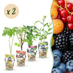 Green boutiQ - Plants fruitiers - Arc-en-ciel - Groseille rouge - Framboise jaune - Mûre noire - Myrtille - Rustique - 8 plantes - Pot 9cm