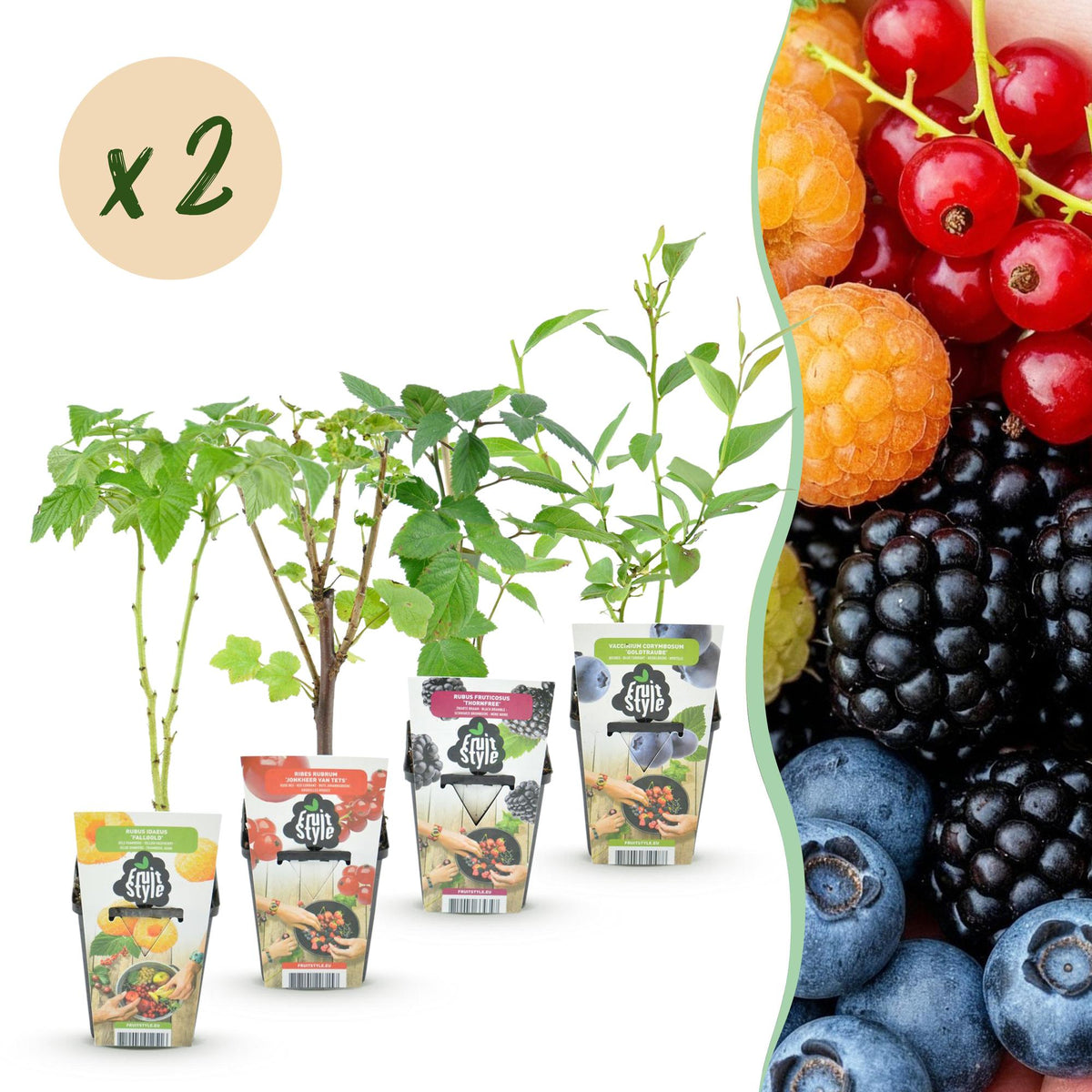 Green boutiQ - Plants fruitiers - Arc-en-ciel - Groseille rouge - Framboise jaune - Mûre noire - Myrtille - Rustique - 8 plantes - Pot 9cm