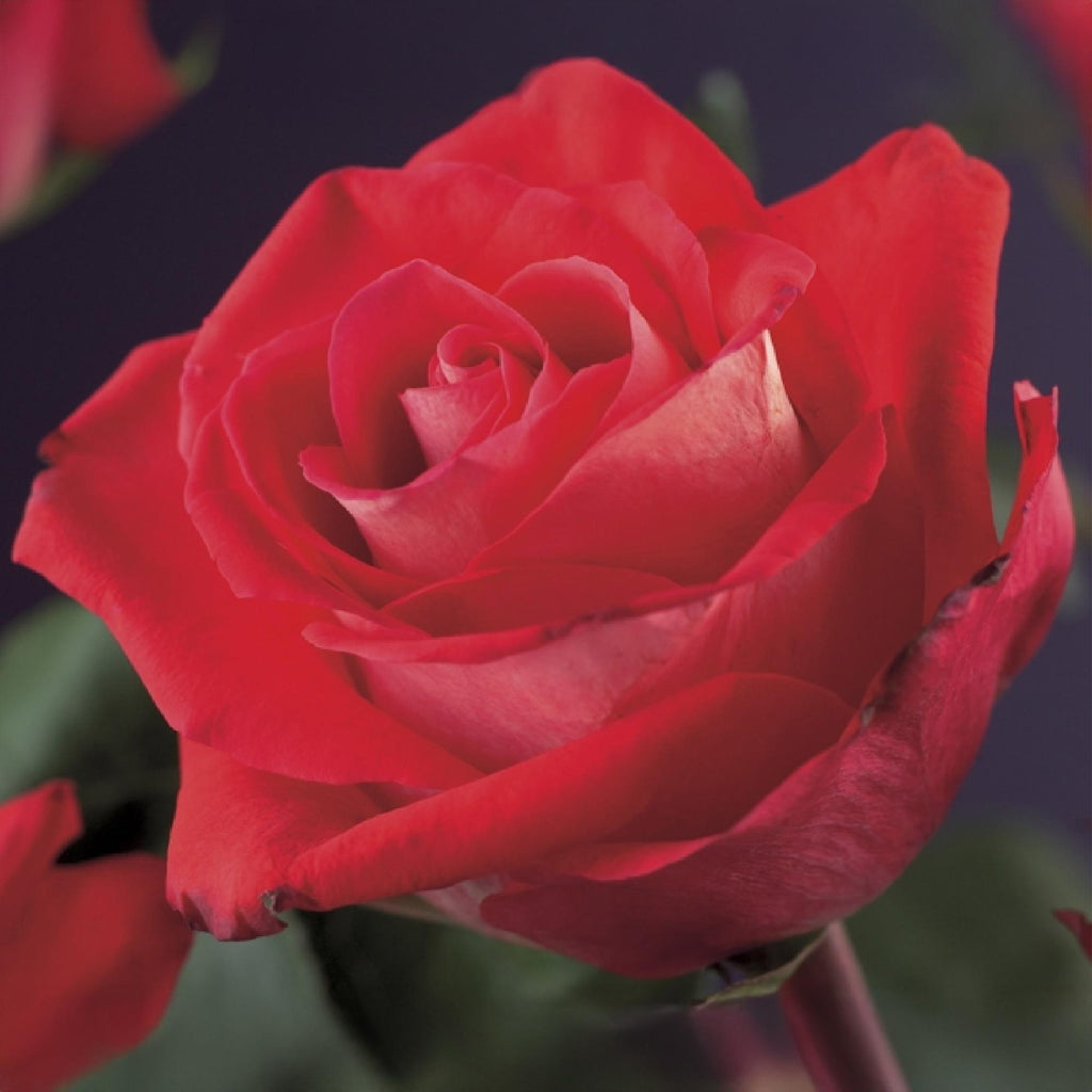 Green boutiQ - Rosier grimpant - Rosa Red Climber - Fleur rouge - Peu d'entretien - 2 plantes - Pot 11cm Hauteur 40cm