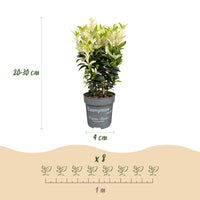 Green boutiQ - 40x Euonymus japonica Paloma Blanca - Kardinaalsmuts - Haagplanten - Groenblijvend - Groen - Wit - Pot 9cm - Hoogte 20-30cm