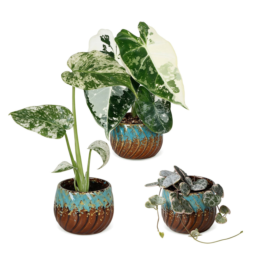 3x Baby Variegata Mix - Various colours - Tropical - incl. Copper Reef - Ø6cm - ↕10-15cm