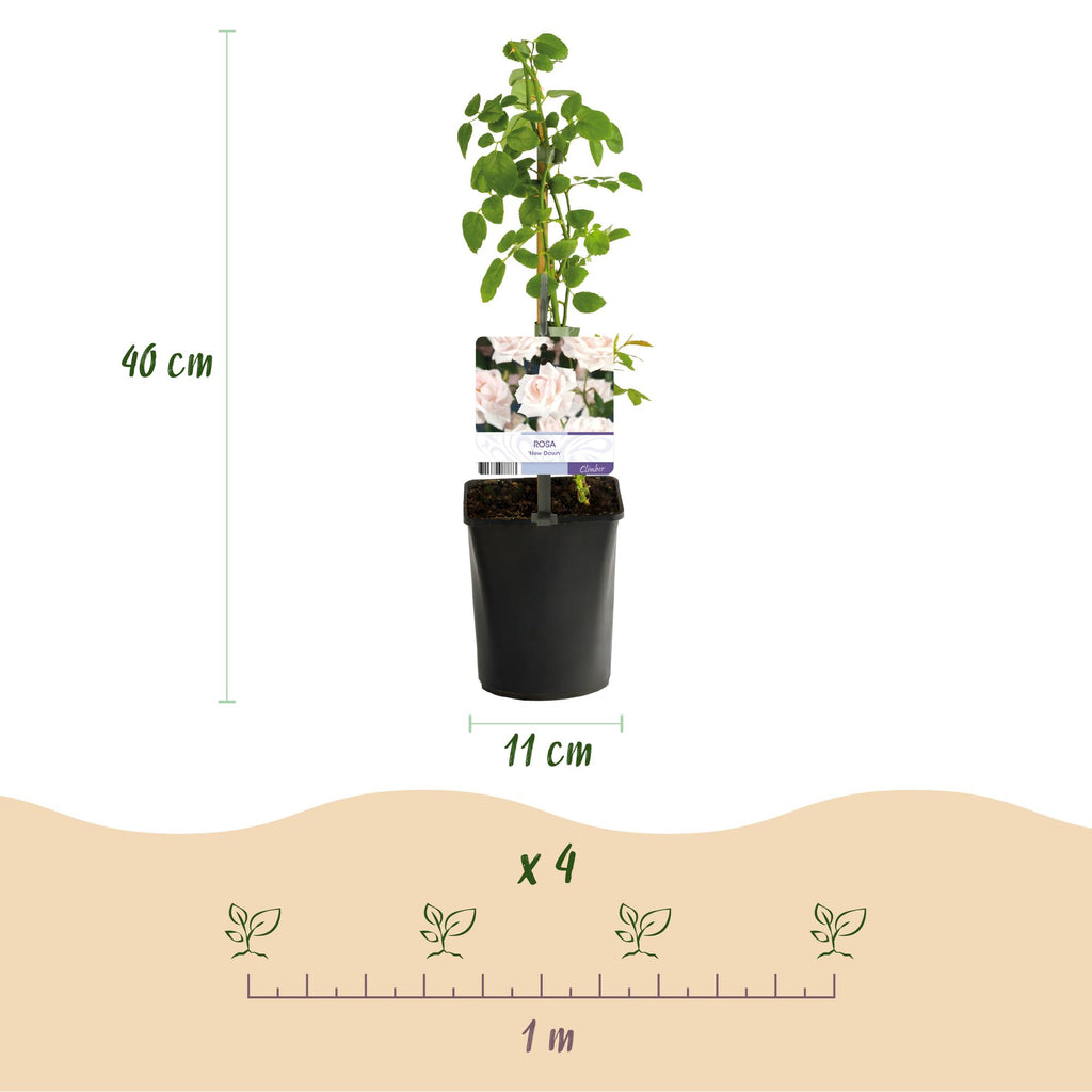 Green boutiQ - Rosier grimpant - Rosa New Dawn - Fleur rose clair - Peu d'entretien - 2 plantes - Pot 11 cm Hauteur 40 cm