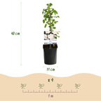 Green boutiQ - Rosier grimpant - Rosa New Dawn - Fleur rose clair - Peu d'entretien - 2 plantes - Pot 11 cm Hauteur 40 cm