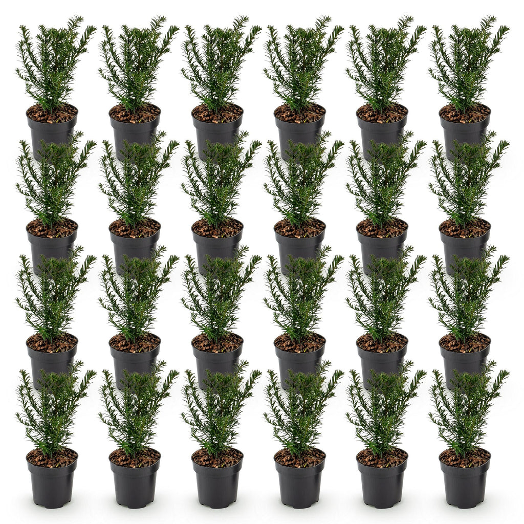 Green boutiQ - 24x Taxus baccata - Eibe - Heckenpflanzen - Immergrün - Grün - Topf 9cm - Höhe 20-30cm