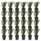Green boutiQ - 24x Taxus baccata - Eibe - Heckenpflanzen - Immergrün - Grün - Topf 9cm - Höhe 20-30cm