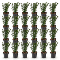 Green boutiQ - 24x Taxus baccata - Venijnboom - Haagplanten - Groenblijvend - Groen - Pot 9cm - Hoogte 20-30cm