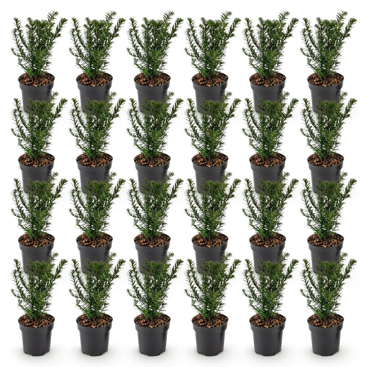 Green boutiQ - 24x Taxus baccata - Eibe - Heckenpflanzen - Immergrün - Grün - Topf 9cm - Höhe 20-30cm