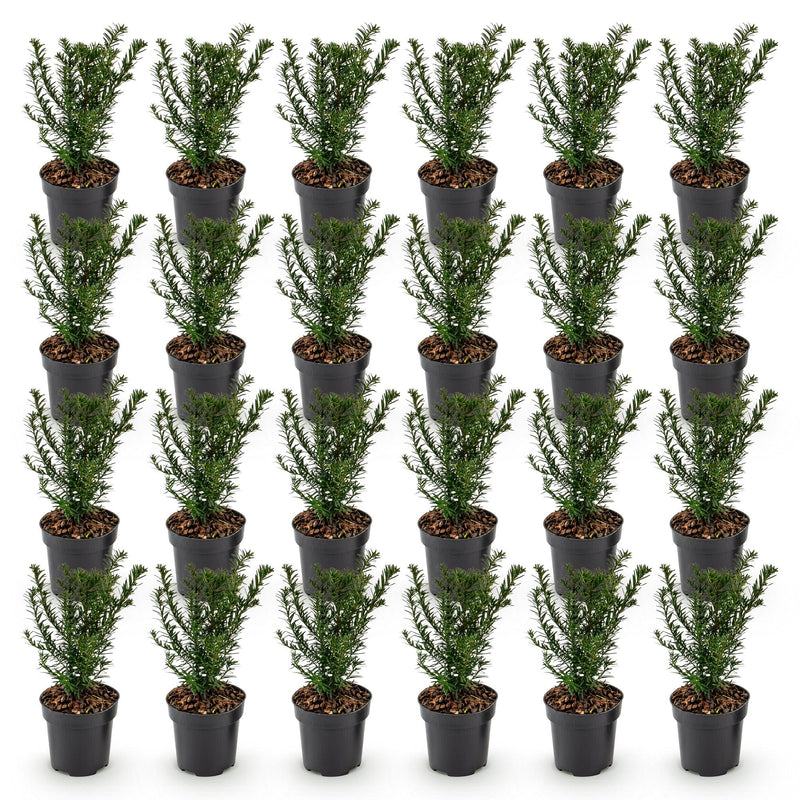 Green boutiQ - 24x Taxus baccata - Venijnboom - Haagplanten - Groenblijvend - Groen - Pot 9cm - Hoogte 20-30cm