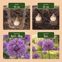 640x Bulb Garden Allium - Bollentuinsierui - Diversen - Zomerbloeier - Bolmaat 10/12