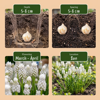 400x Muscari White Magic - Witte druifhyacint - Wit - Verwilderingsbol - Bolmaat 6/7