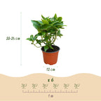 Green boutiQ - Plante de jardin - Hydrangea macrophylla Tricolour - Hortensia - Rustique - Rose-Bleu-Blanc - 3 Plantes - Pot 12cm - Hauteur 20-30cm