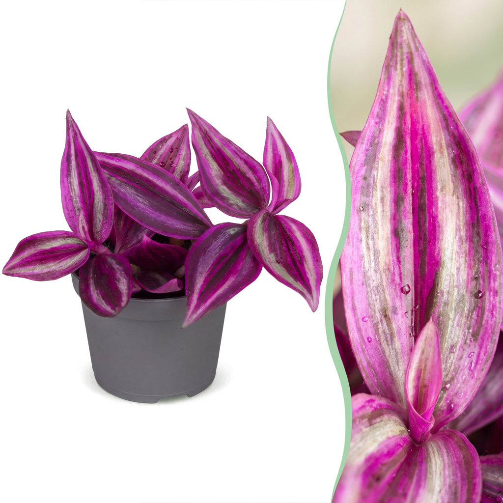 Tradescantia Pink Paradise® - Pink Paradise Spiderwort - Purple - Pink - Tropical - Ø6cm - ↕5cm