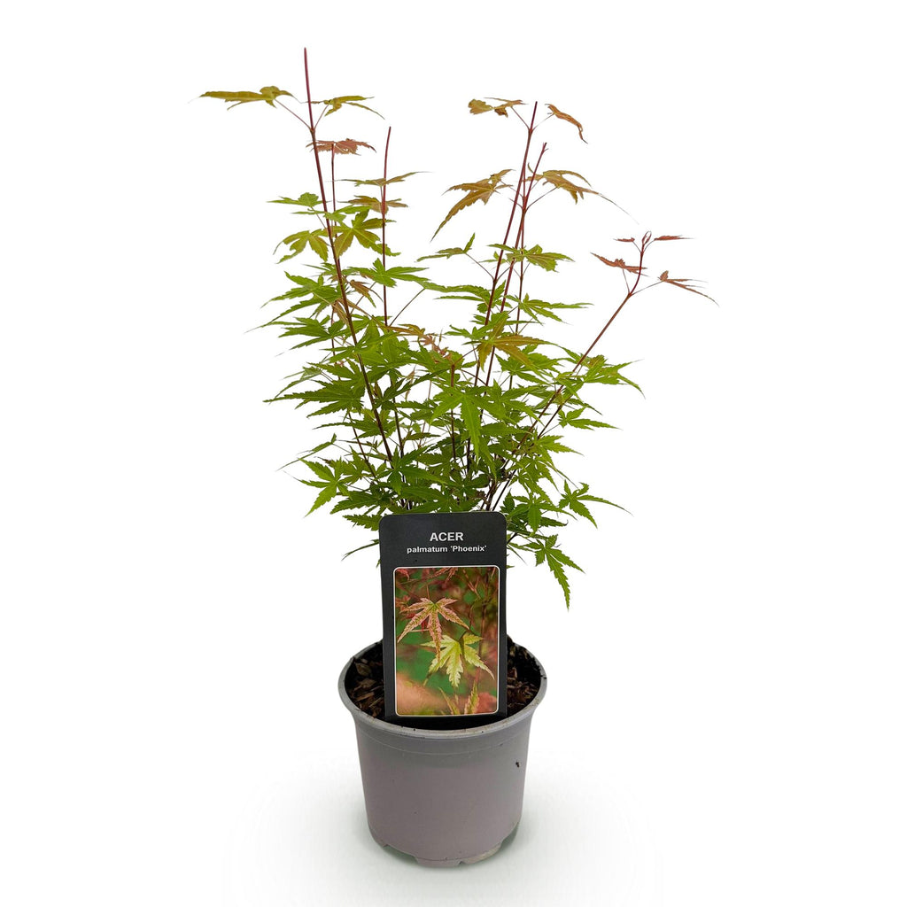 Green boutiQ - Gartenpflanze - Acer palmatum Phoenix - Rosa - 1 Pflanze - Laubabwerfend - Pflegeleicht - Topf 12cm Höhe 35cm