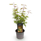Green boutiQ - Gartenpflanze - Acer palmatum Phoenix - Rosa - 1 Pflanze - Laubabwerfend - Pflegeleicht - Topf 12cm Höhe 35cm