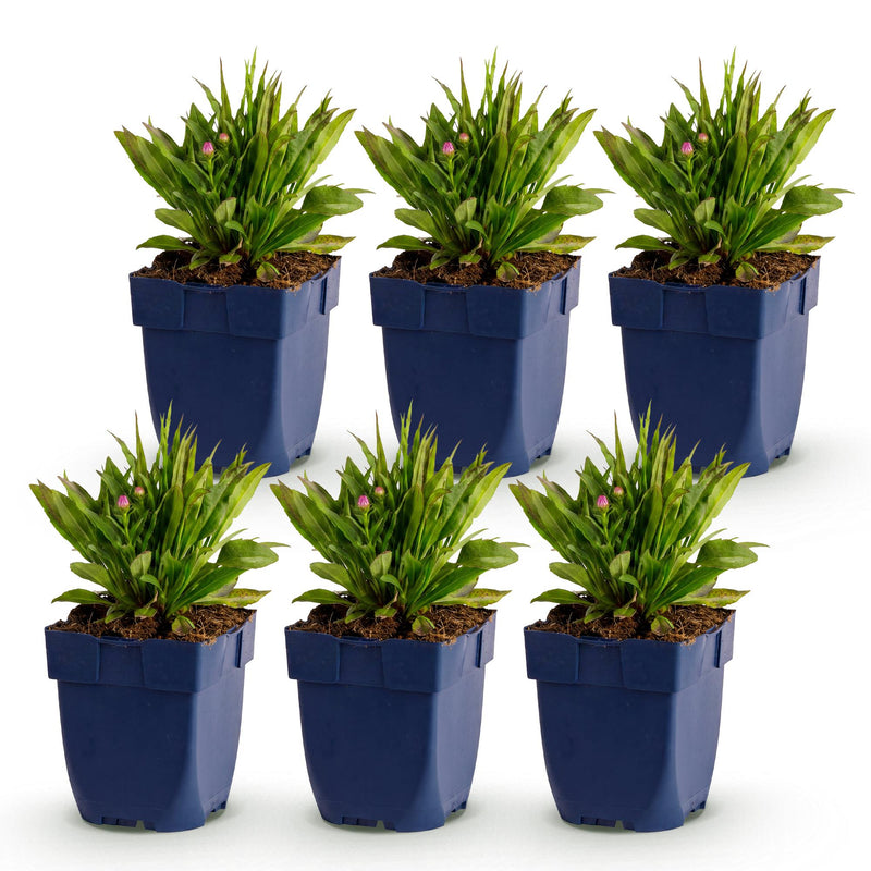 Green boutiQ - Vasteplant - Aster Wood's Pink - Pluimspirea - Bijen en Vlinderlokkers - Roze - 6 Planten - Pot 11cm - Hoogte 15-25cm