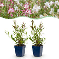 Green boutiQ - Stauden - Gaura Duo - Prachtkerze - Bienen- und Schmetterlingsmagnet - Rosa - Weiß - 6 Pflanzen - Topf 11cm - Höhe 15-25cm