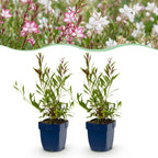 Green boutiQ - Stauden - Gaura Duo - Prachtkerze - Bienen- und Schmetterlingsmagnet - Rosa - Weiß - 6 Pflanzen - Topf 11cm - Höhe 15-25cm