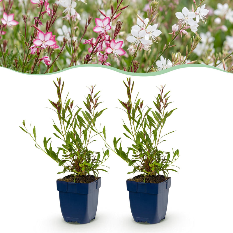 Green boutiQ - Vasteplant - Gaura Duo - Prachtkaars - Bijen en Vlinderlokkers - Roze - Wit - 6 Planten - Pot 11cm - Hoogte 15-25cm