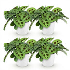 Green boutiQ - Zimmerpflanze - Maranta Fascinator Kerchoveana - Zebra-Pfeilwurz - Haustierfreundliche Pflanze - Grün - 4 Pflanzen - mit Topf Weiß - Topf 12cm - Höhe 25cm