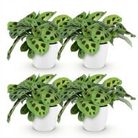 Green boutiQ - Kamerplant - Maranta Fascinator Kerchoveana - Zebraplant - Huisdiervriendelijke Plant - Groen - 4 Planten - met Potter Wit - Pot 12cm - Hoogte 25cm