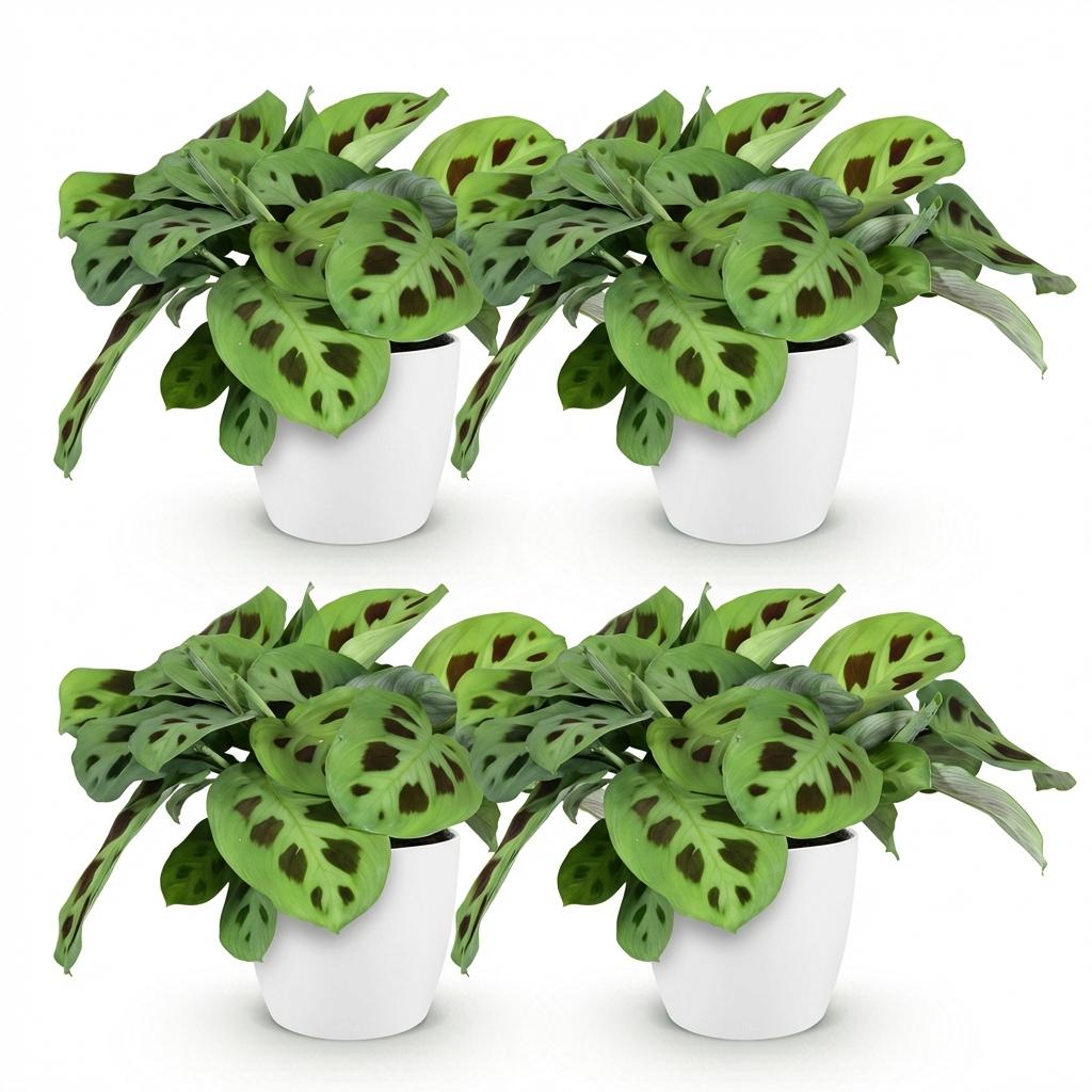 Green boutiQ - Zimmerpflanze - Maranta Fascinator Kerchoveana - Zebra-Pfeilwurz - Haustierfreundliche Pflanze - Grün - 4 Pflanzen - mit Topf Weiß - Topf 12cm - Höhe 25cm