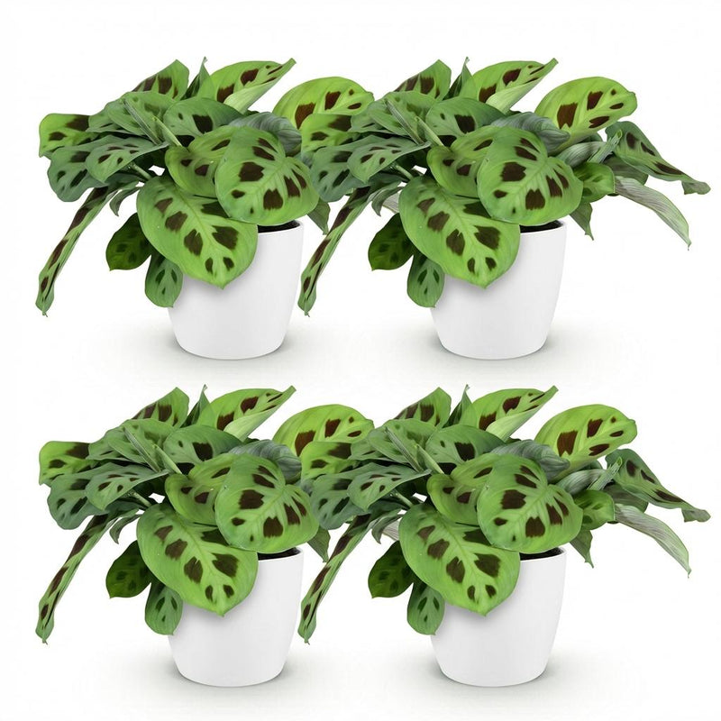 Green boutiQ - Kamerplant - Maranta Fascinator Kerchoveana - Zebraplant - Huisdiervriendelijke Plant - Groen - 4 Planten - met Potter Wit - Pot 12cm - Hoogte 25cm